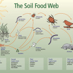 The Soil Food Web – Compost Puts the Biology Back Into the Soil