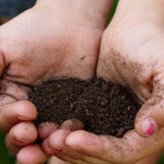 What to Look For in Compost